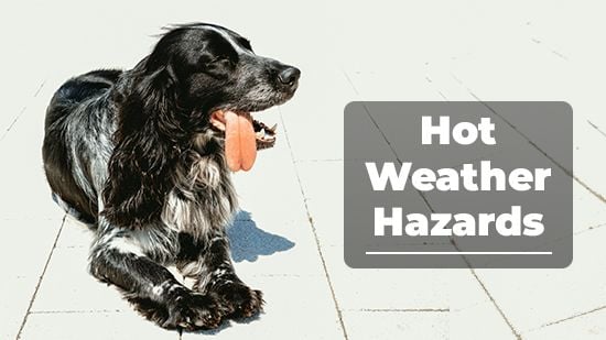 Hot Weather Hazards Hot Weather Hazards